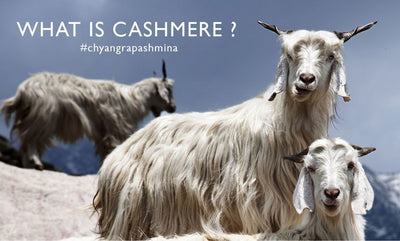 What is Cashmere?